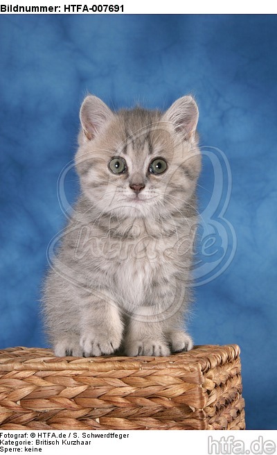 Britisch Kurzhaar Kätzchen / british shorthair kitten / HTFA-007691