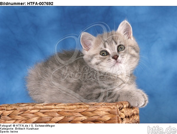 Britisch Kurzhaar Kätzchen / british shorthair kitten / HTFA-007692