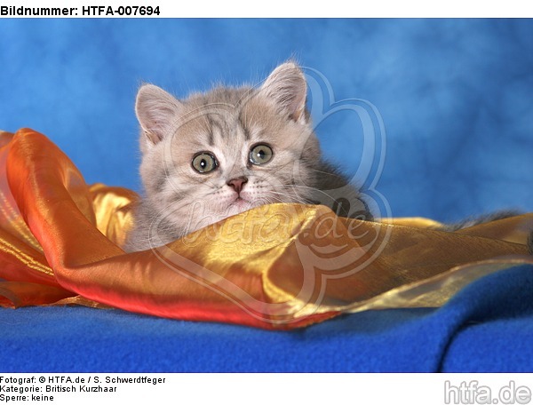 Britisch Kurzhaar Kätzchen / british shorthair kitten / HTFA-007694