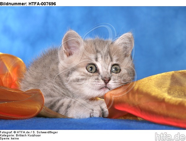 Britisch Kurzhaar Kätzchen / british shorthair kitten / HTFA-007696