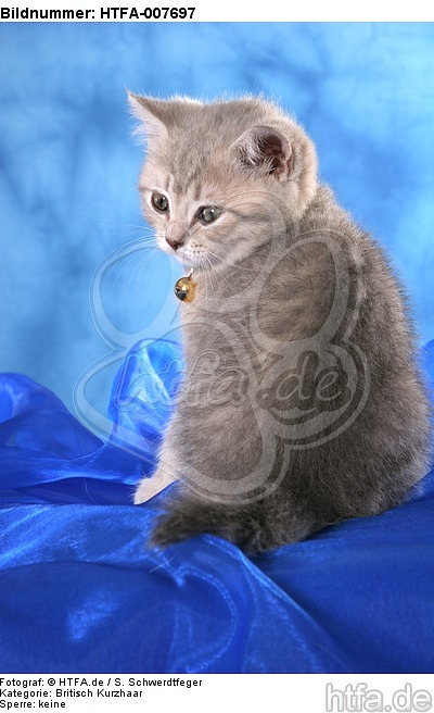 Britisch Kurzhaar Kätzchen / british shorthair kitten / HTFA-007697