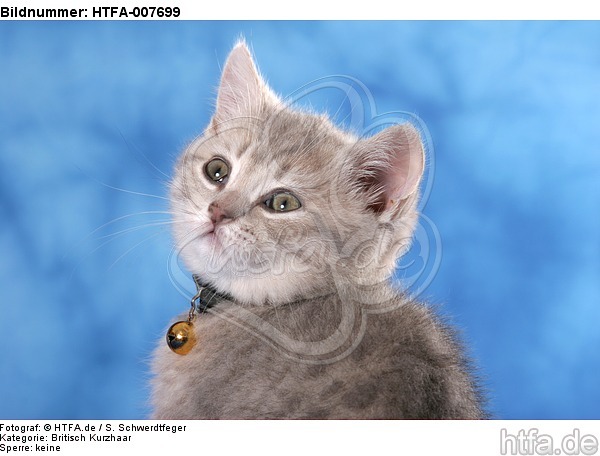 Britisch Kurzhaar Kätzchen / british shorthair kitten / HTFA-007699