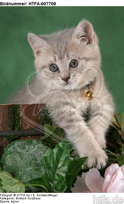 Britisch Kurzhaar Kätzchen / british shorthair kitten / HTFA-007709