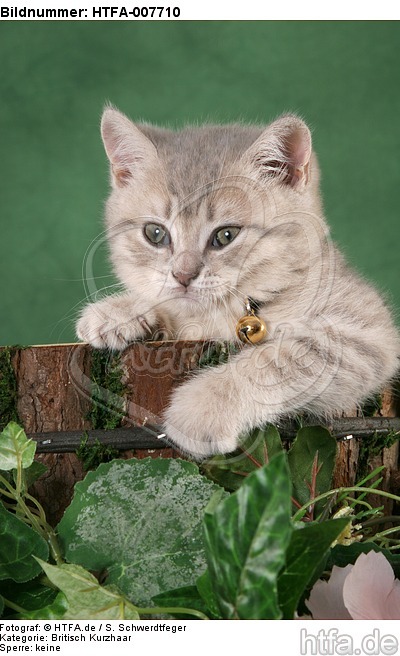 Britisch Kurzhaar Kätzchen / british shorthair kitten / HTFA-007710