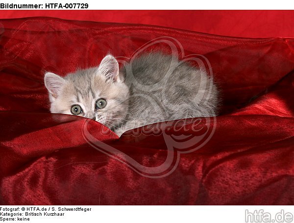 Britisch Kurzhaar Kätzchen / british shorthair kitten / HTFA-007729