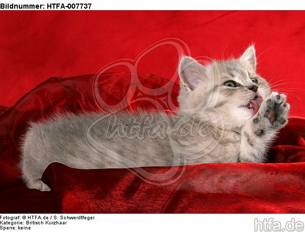 Britisch Kurzhaar Kätzchen / british shorthair kitten / HTFA-007737