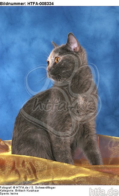 sitzende Britisch Kurzhaar / sitting british shorthair / HTFA-008334