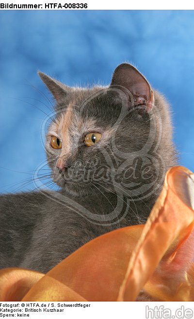 Britisch Kurzhaar Portrait / british shorthair portrait / HTFA-008336