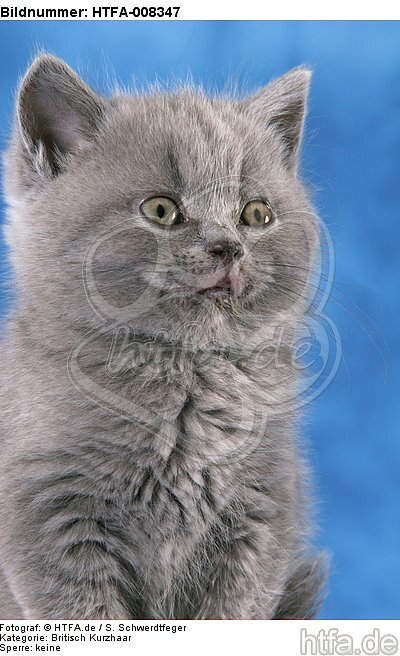 Britisch Kurzhaar Kätzchen Portrait / british shorthair kitten portrait / HTFA-008347