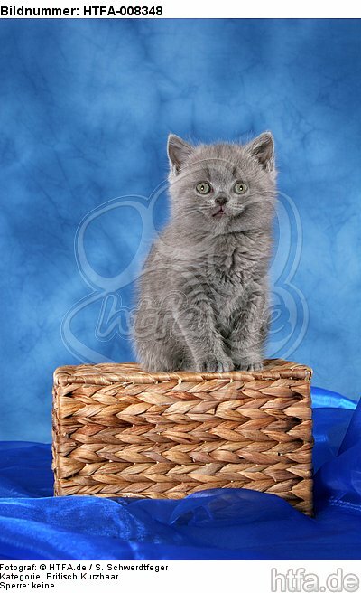 sitzendes Britisch Kurzhaar Kätzchen / sitting british shorthair kitten / HTFA-008348