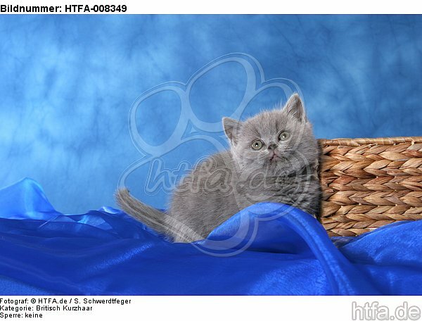 sitzendes Britisch Kurzhaar Kätzchen / sitting british shorthair kitten / HTFA-008349