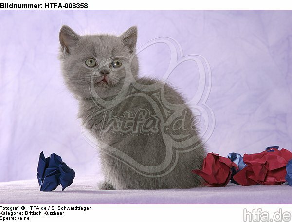 sitzendes Britisch Kurzhaar Kätzchen / sitting british shorthair kitten / HTFA-008358