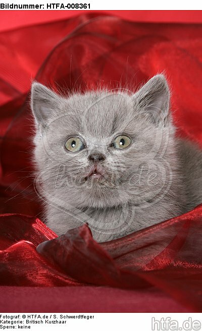 Britisch Kurzhaar Kätzchen Portrait / british shorthair kitten portrait / HTFA-008361
