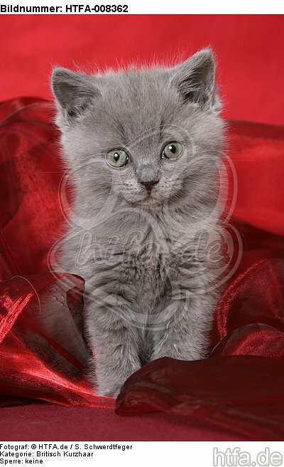 sitzendes Britisch Kurzhaar Kätzchen / sitting british shorthair kitten / HTFA-008362
