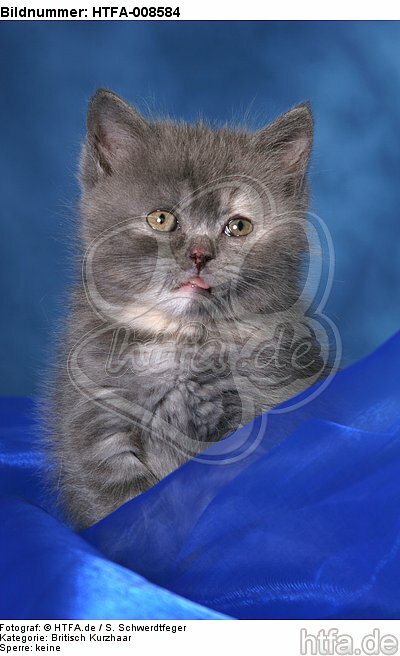 sitzendes Britisch Kurzhaar Kätzchen / sitting british shorthair kitten / HTFA-008584