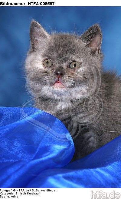 Britisch Kurzhaar Kätzchen Portrait / british shorthair kitten portrait / HTFA-008587