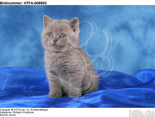 sitzendes Britisch Kurzhaar Kätzchen / sitting british shorthair kitten / HTFA-008593