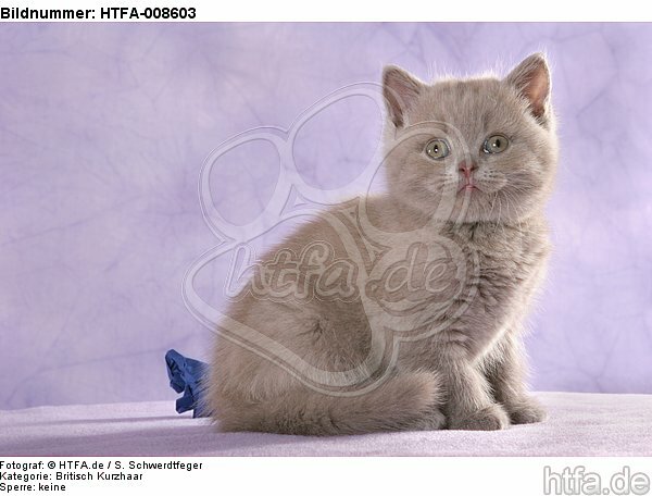 sitzendes Britisch Kurzhaar Kätzchen / sitting british shorthair kitten / HTFA-008603