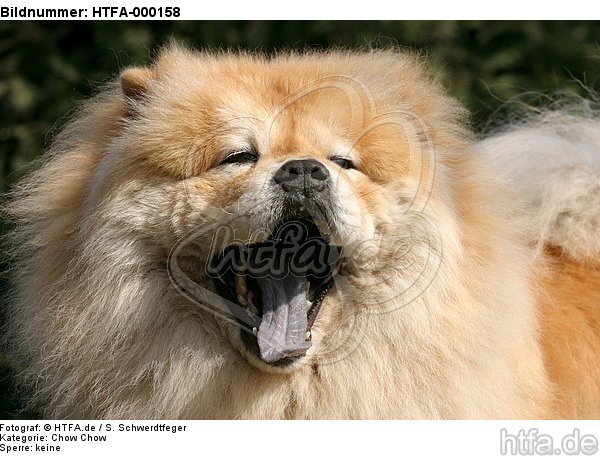 gähnender Chow Chow / yawning Chow Chow / HTFA-000158