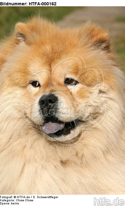 Chow Chow Portrait / HTFA-000162