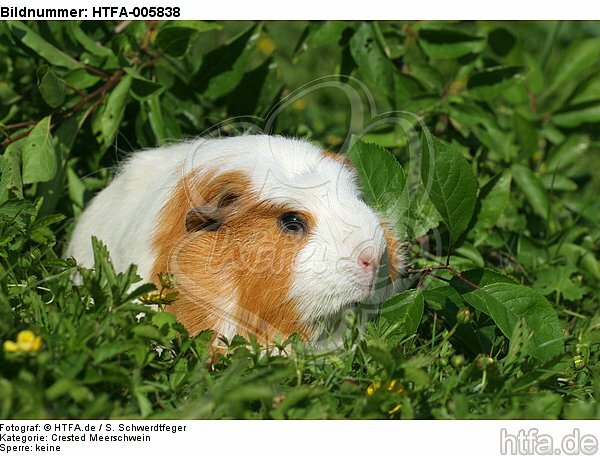 Crested Meerschwein / crested guninea pig / HTFA-005838