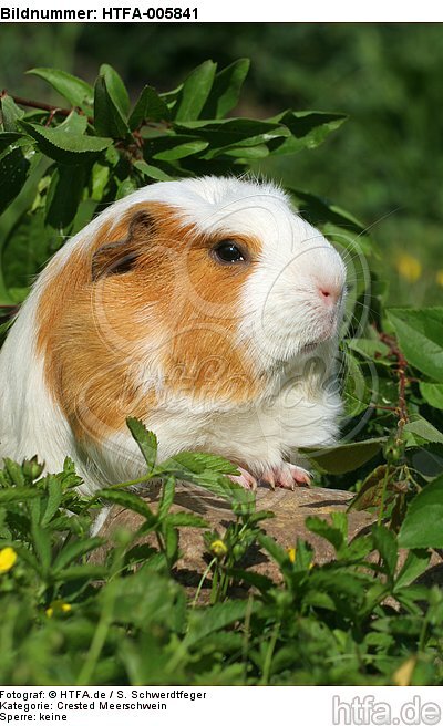 Crested Meerschwein / crested guninea pig / HTFA-005841