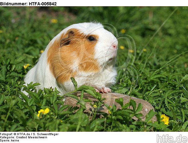 Crested Meerschwein / crested guninea pig / HTFA-005842