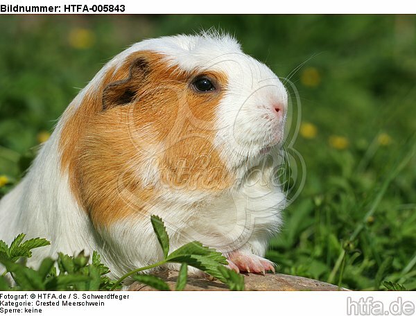 Crested Meerschwein / crested guninea pig / HTFA-005843