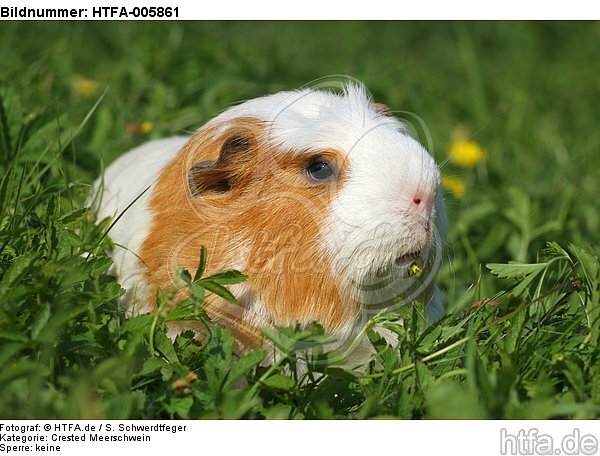 Crested Meerschwein / crested guninea pig / HTFA-005861