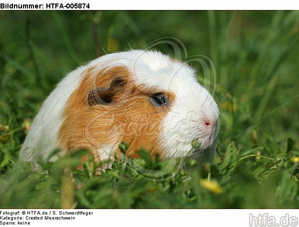 Crested Meerschwein / crested guninea pig / HTFA-005874