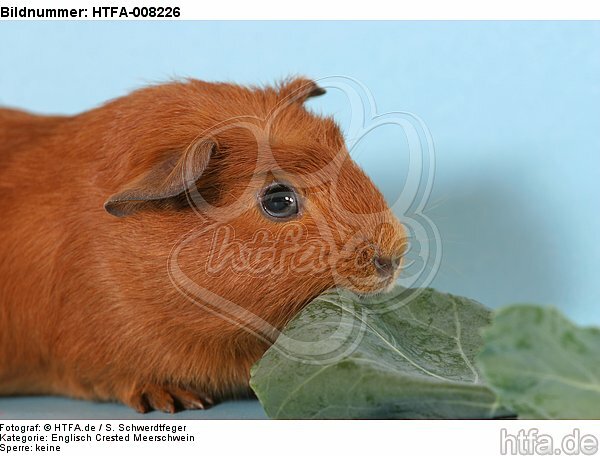 fressendes Englisch Crested Meerschwein / eating english crested guninea pig / HTFA-008226
