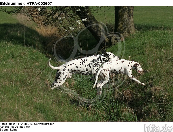 Dalmatiner / dalmatian / HTFA-002607