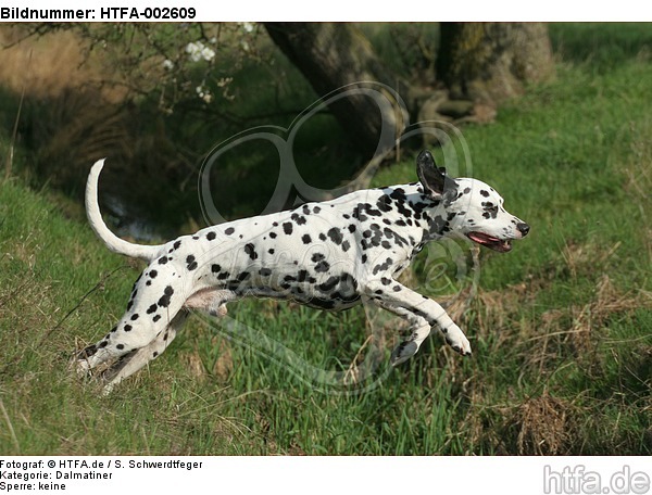 Dalmatiner / dalmatian / HTFA-002609