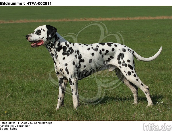 Dalmatiner / dalmatian / HTFA-002611