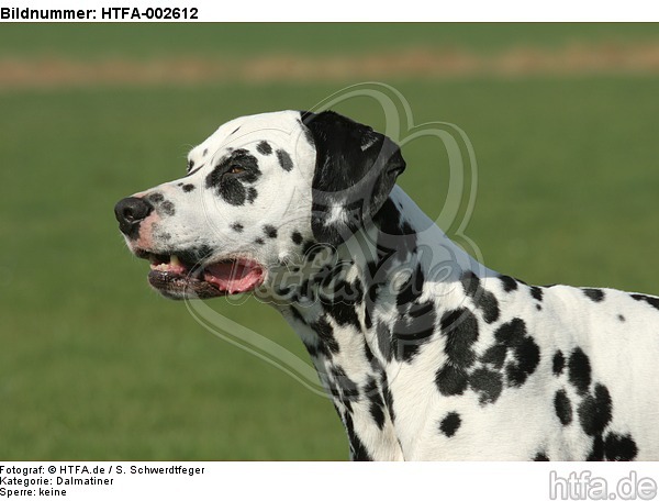 Dalmatiner / dalmatian / HTFA-002612