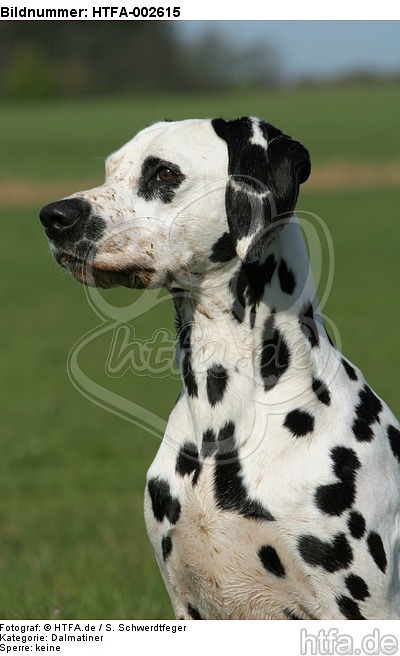 Dalmatiner / dalmatian / HTFA-002615