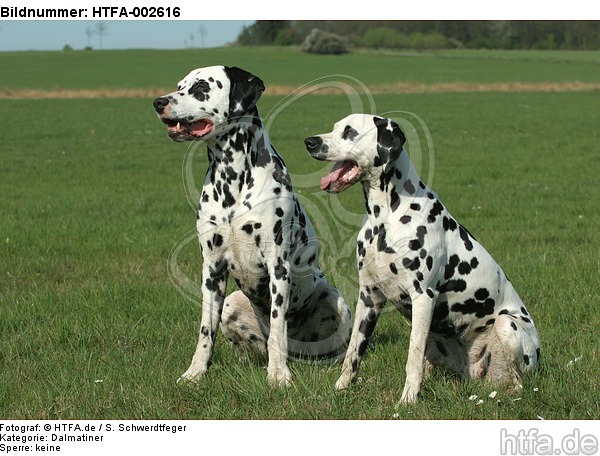 Dalmatiner / dalmatian / HTFA-002616