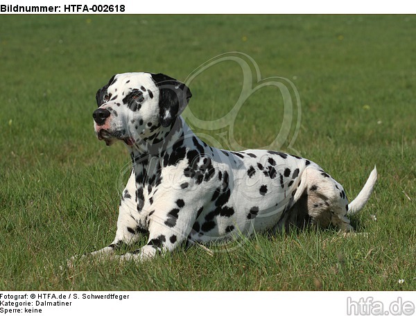 Dalmatiner / dalmatian / HTFA-002618