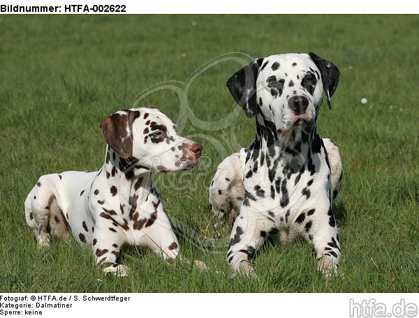 Dalmatiner / dalmatian / HTFA-002622