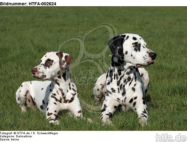 Dalmatiner / dalmatian / HTFA-002624