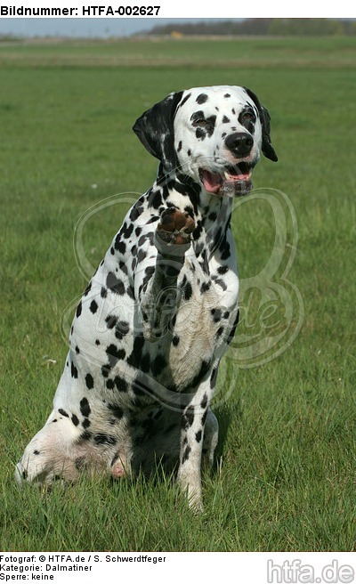 Dalmatiner / dalmatian / HTFA-002627