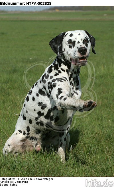 Dalmatiner / dalmatian / HTFA-002628