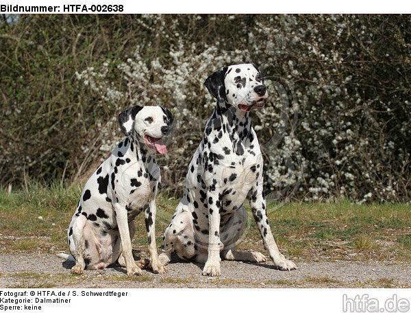 Dalmatiner / dalmatian / HTFA-002638