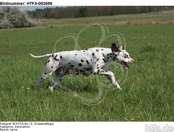 Dalmatiner / dalmatian / HTFA-002656