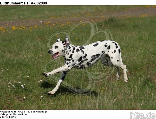 Dalmatiner / dalmatian / HTFA-002660