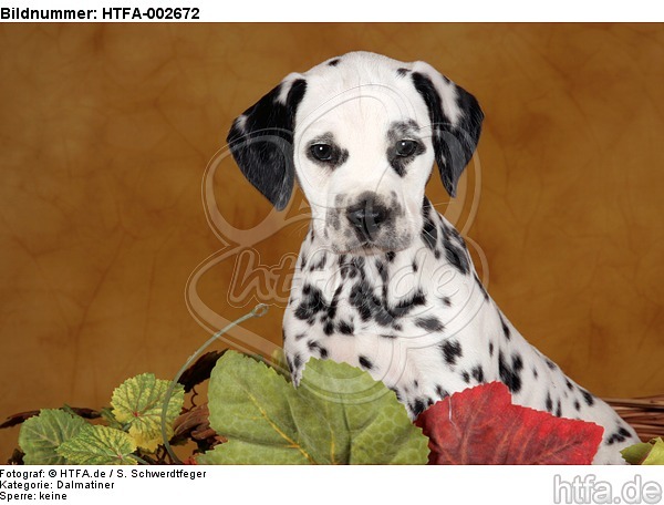 Dalmatiner Welpe / dalmatian puppy / HTFA-002672