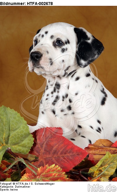Dalmatiner Welpe / dalmatian puppy / HTFA-002678