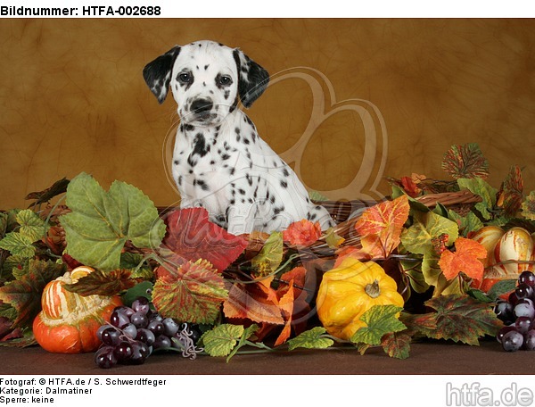 Dalmatiner Welpe / dalmatian puppy / HTFA-002688