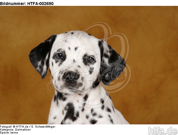 Dalmatiner Welpe / dalmatian puppy / HTFA-002690