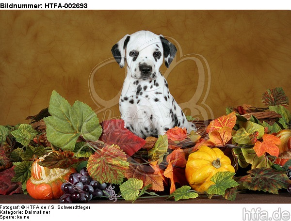 Dalmatiner Welpe / dalmatian puppy / HTFA-002693
